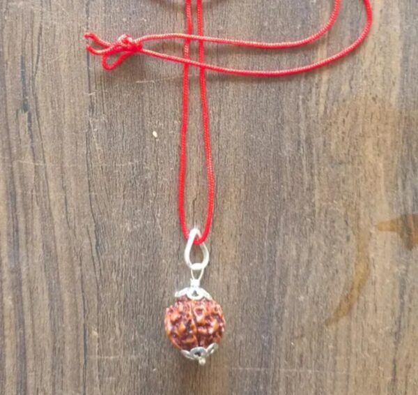 5mrudh 1 5 Mukhi Rudraksha | Nepali Rudraksha | Spiritual Protection, Inner Peace, and Positive Energy
