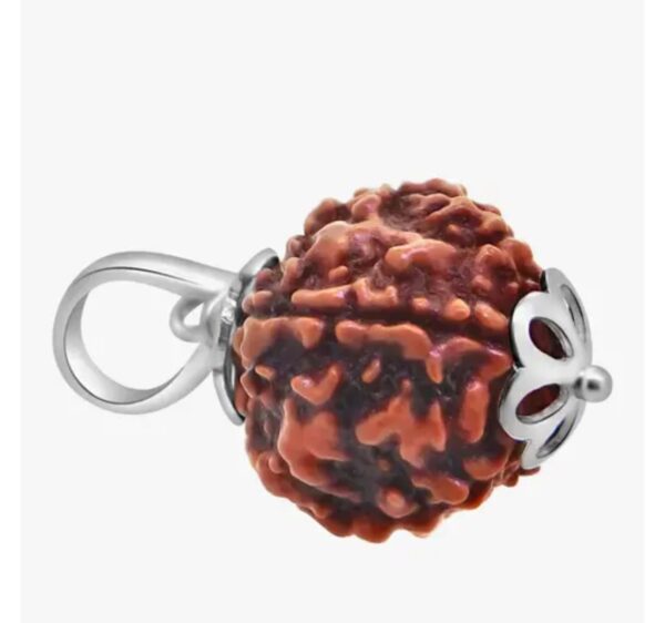 5mrudh 2 5 Mukhi Rudraksha | Nepali Rudraksha | Spiritual Protection, Inner Peace, and Positive Energy